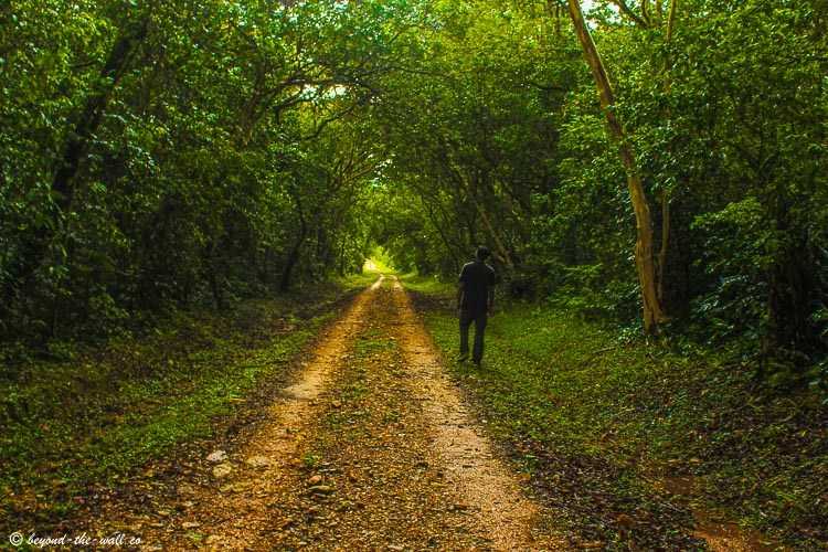 Kakamega Forest: One Of The Truly Offbeat Places To Visit In Kenya
