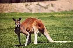Kangaroo\
