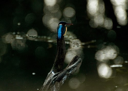 Kanha Tiger Reserve..-Kipling
