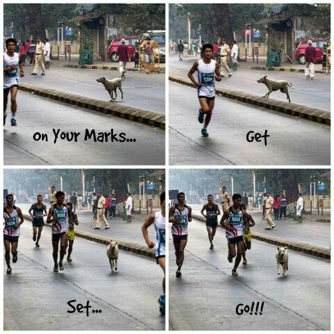 Kani : The Marathon Dog