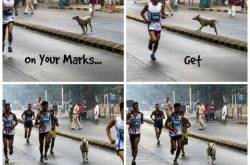 Kani : The Marathon Dog