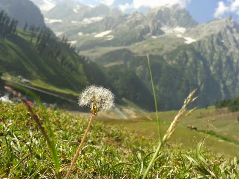 Kashmir Great Lakes -  Flowers Snaps