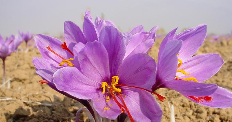 Kashmiri Saffron - World