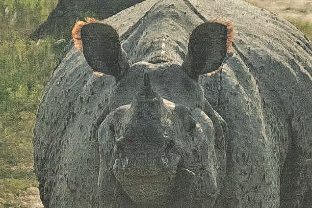 Kaziranga-Beyond The Tiger (Conservation Success Or Natural Wonder)