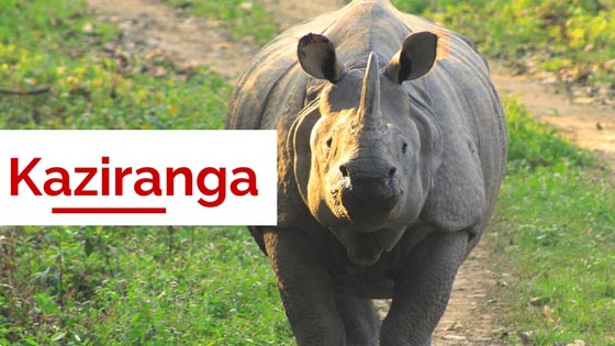 Kaziranga National Park With IORA Resort | Relaxed, Responsible & Native Tourism | Travel By Karma