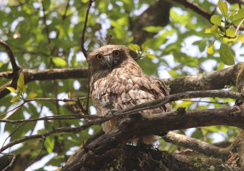 Keeping A Watchful Eye ...