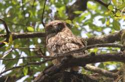 Keeping a watchful eye ...