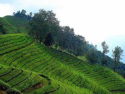 Kerala Tours: Woods, Wilderness & Water | Indian Tours Services - Travel Services - India Tours