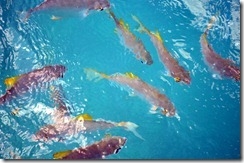 Kerala Might Be God’s Own Country, But He Lives In Seychelles: Day 7: Glass Boat Trip To Sainte Anne National Marine Park