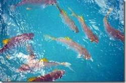 Kerala might be God’s own country, but He lives in Seychelles: Day 7: Glass boat trip to Sainte Anne National Marine Park