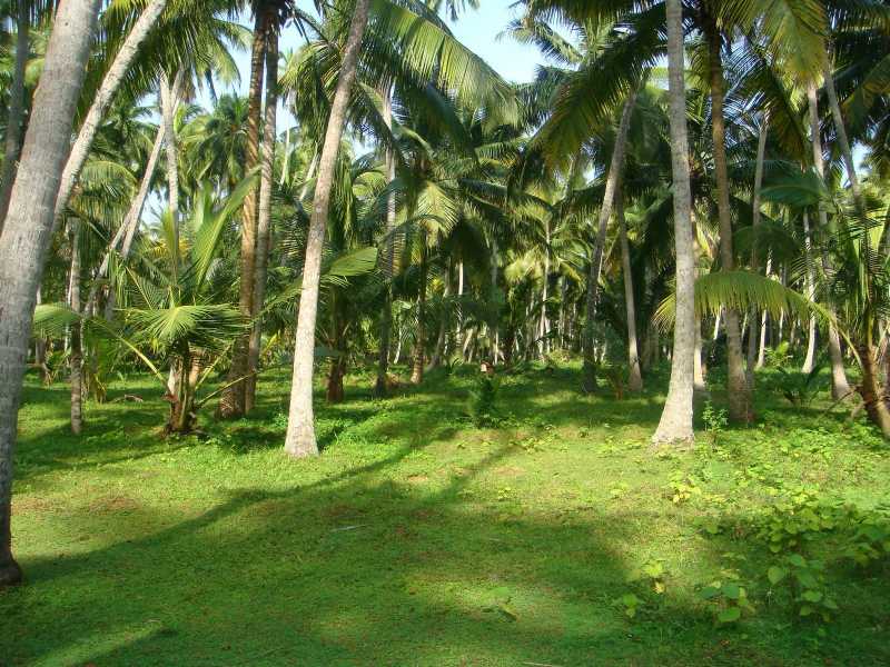 Kerala, The Most Favorite Tourist Destination In Asia