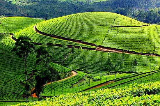 Kerala Travel Ideas- Why Wayanad Must Be On Your Itinerary | India Travel Stories