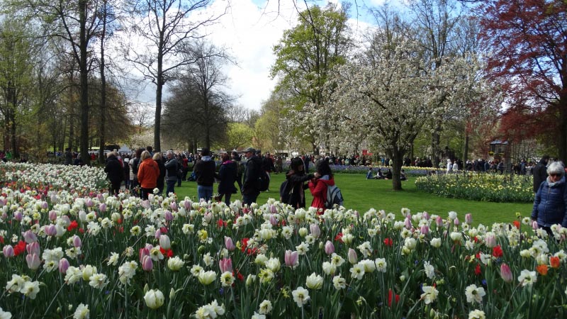 Keukenhof - The Tulips Garden!
