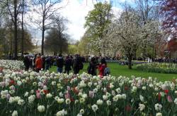 Keukenhof - The tulips garden!