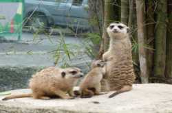 khao kheow open zoo has welcomed its newest members - four newborn meerkats