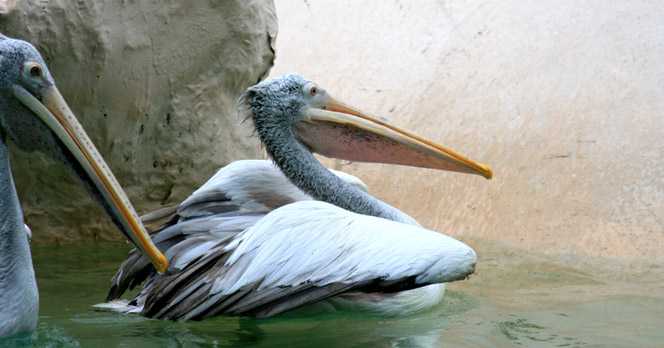 Khao Kheow Open Zoo Invites Visitors To Watch Migratory Pelicans