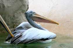 Khao Kheow Open Zoo Invites Visitors To Watch Migratory Pelicans