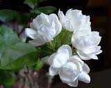 Khasiat Bunga Melati