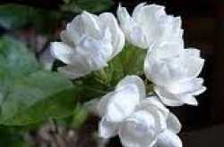 Khasiat Bunga Melati