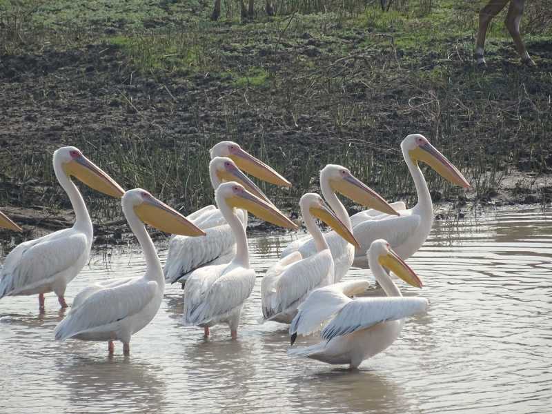 Khijadiya Bird Sanctuary, Gujarat