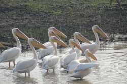 Khijadiya Bird Sanctuary, Gujarat