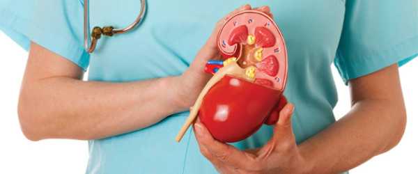 Kidney Care And Ayurveda