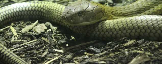 Killer Highway Claims Another Cobra