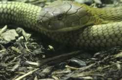 Killer highway claims another cobra