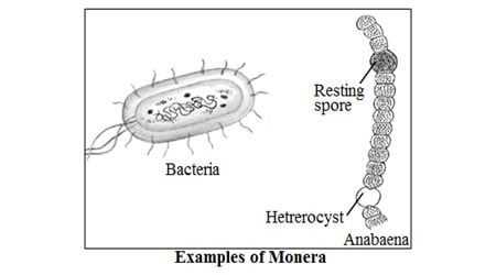 Kingdom Monera, Kingdom Protista And Kingdom Fungi | Physics Words
