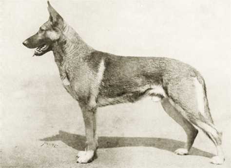 Klodo Vom Boxberg - The "NEW" Type Seen In GSD Breed Development Program In North American Lines