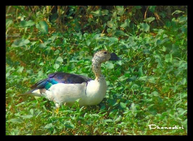 Knob Billed Duck (Comb Duck)
