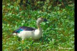 Knob billed Duck (Comb Duck)