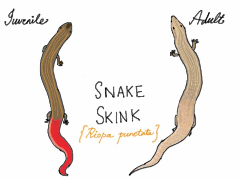 Know Your Urban Wildlife: Snake Skink