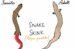 Know Your Urban Wildlife: Snake Skink