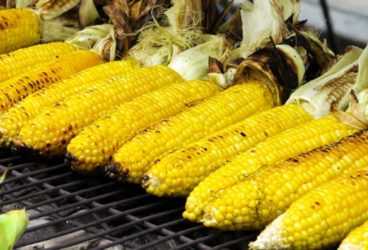 Know About Maize Oil Medicinal Uses, Chemical Constituents And Synonyms | DailyHealthNeeds.com