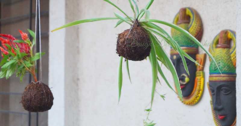 Kokedama: Japanese Art Of Growing Plants On A Moss Ball