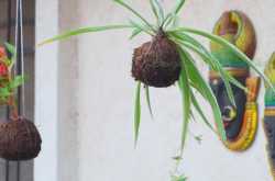 Kokedama: Japanese Art Of Growing Plants On A Moss Ball