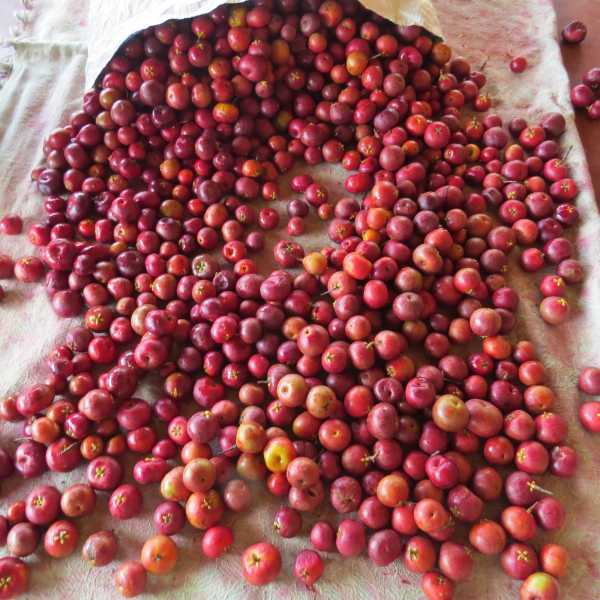 Kokum Butter - Reviving A Traditional Way 