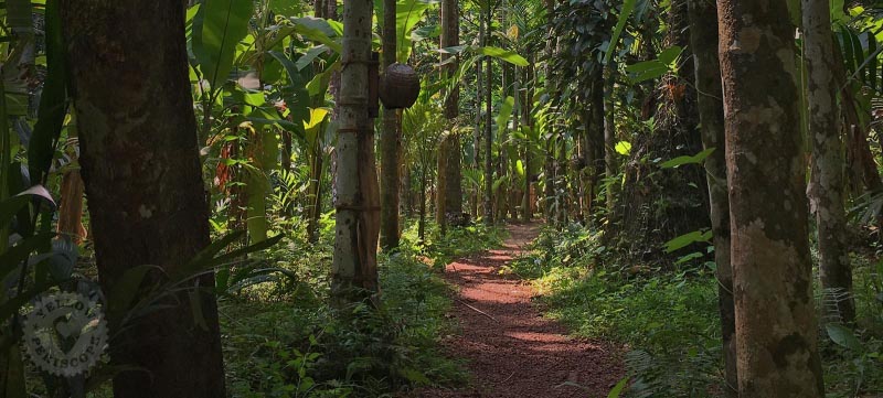 Konkan Farm Stay - Meet The Real Life With Nature - YellowPeriscope