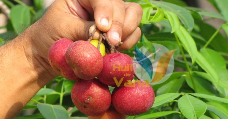 Krazy About Kokum!!!