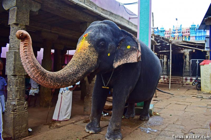Kunnakudi / Kundrakudi Shanmughanathar Murugan Temple, Tirupattur Trip - Casual Walker