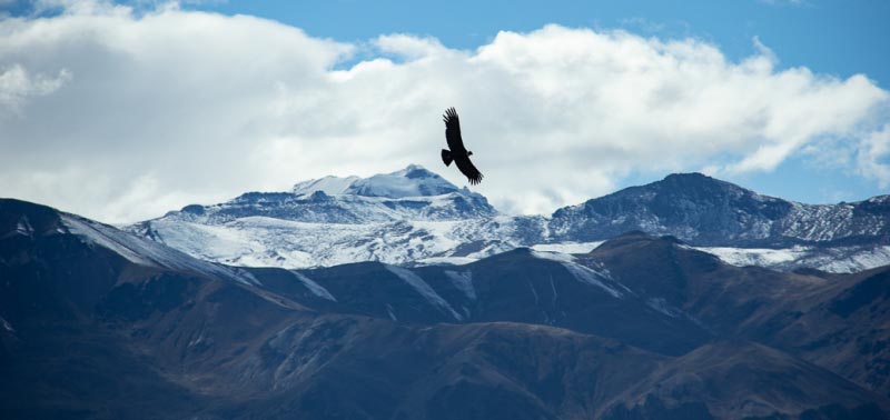 Kuntur* In The Colca Canyon