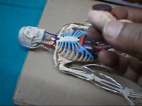 LATEST VIDEOS OF THIS WEEK ; 13 SEPTEMBER 2018 ; AYURVEDA AND AYUSH THERAPIES INNOVATION AND DEVELOPMENT