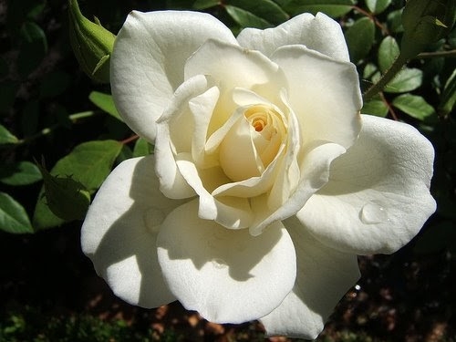 LAW OF KARMA THE ETERNAL RULE