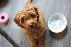 Labradoodle Puppies - The Cutest and Liveliest Dog Breeds
