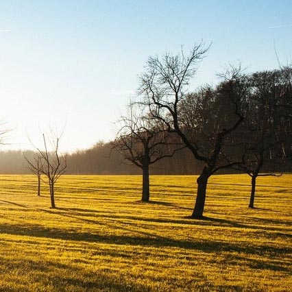 Laments Of A Venus Fly Trap
