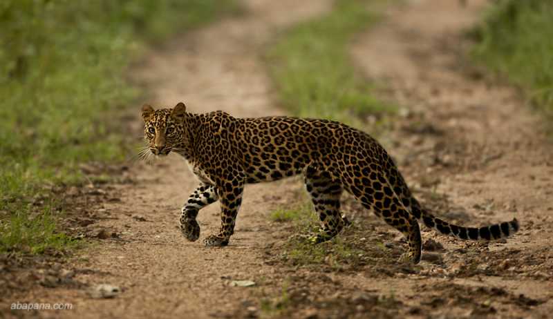 Land Of Trumpet, Roar, And Song: Wanderings In Wild India