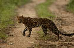 Land of Trumpet, Roar, and Song: Wanderings in Wild India