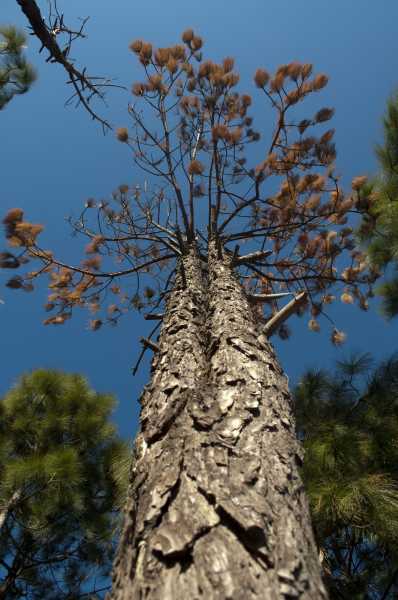 Lansdowne - Familiar Lanes