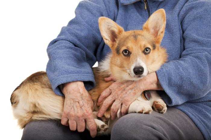 Lap Dogs 101 - The Top 15 Best Dog Breeds For Families & Seniors